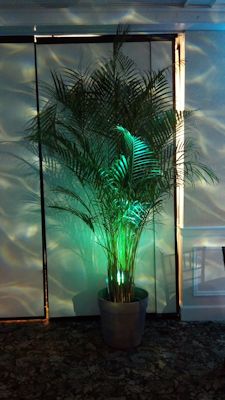 palm trees and led water effect light